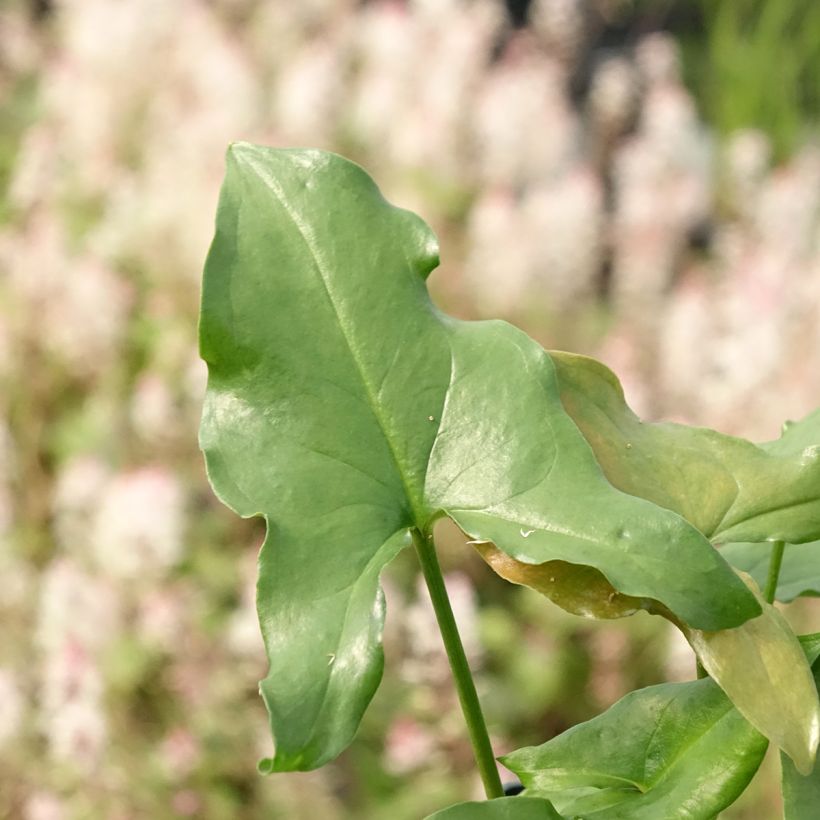 Arisarum proboscideum - Candilito (Follaje)