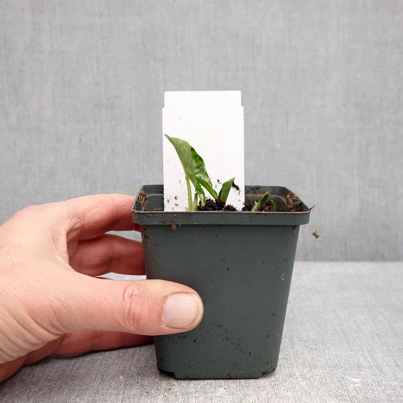 Arisarum proboscideum - Candilito Maceta de 8/9 cm Ejemplar entregado en invierno