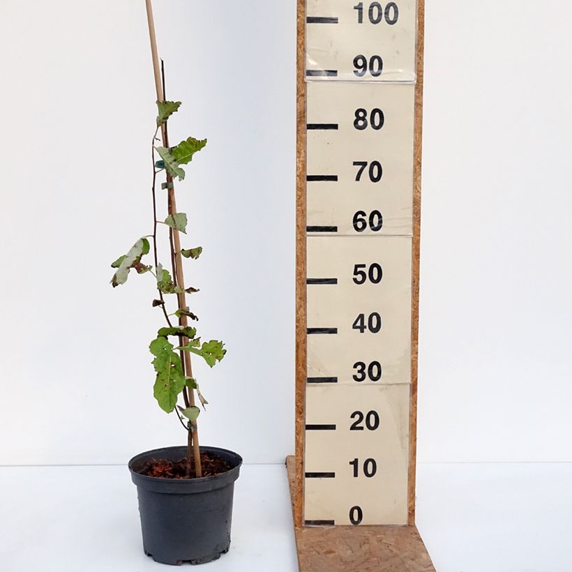 Ejemplar de Caqui de Virginia Maceta 4L/5L entregado en otoño