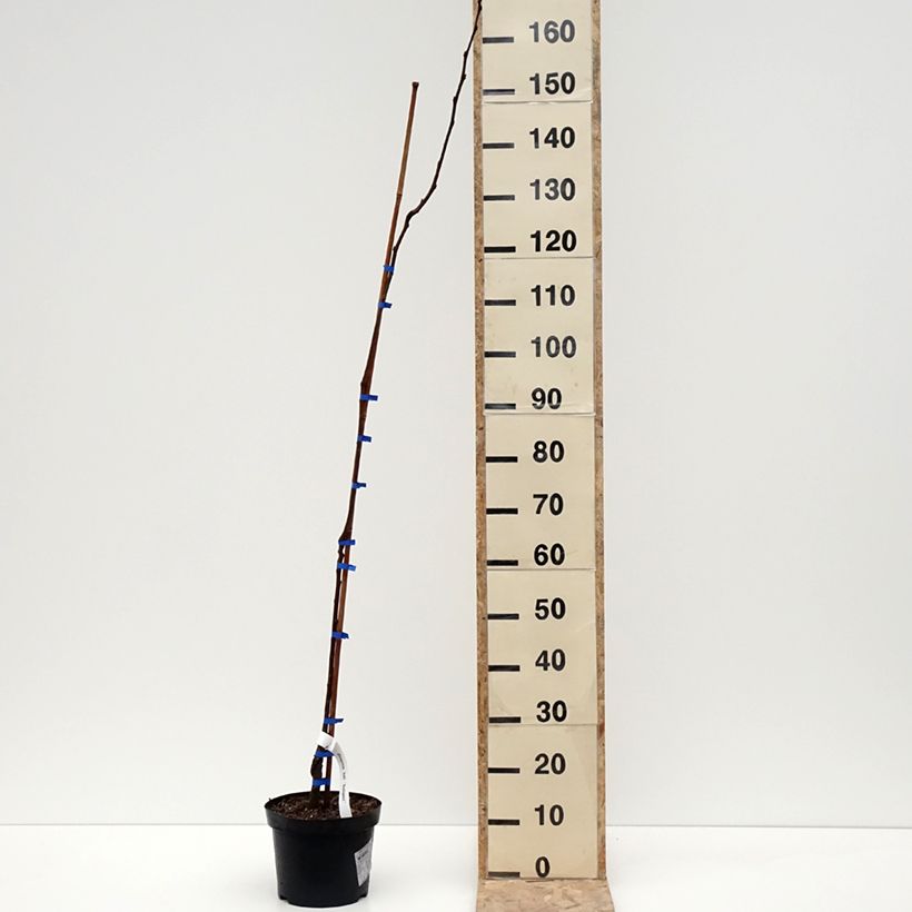 Caqui Budapest Maceta 4L/5L, Medio tallo Ejemplar entregado en invierno