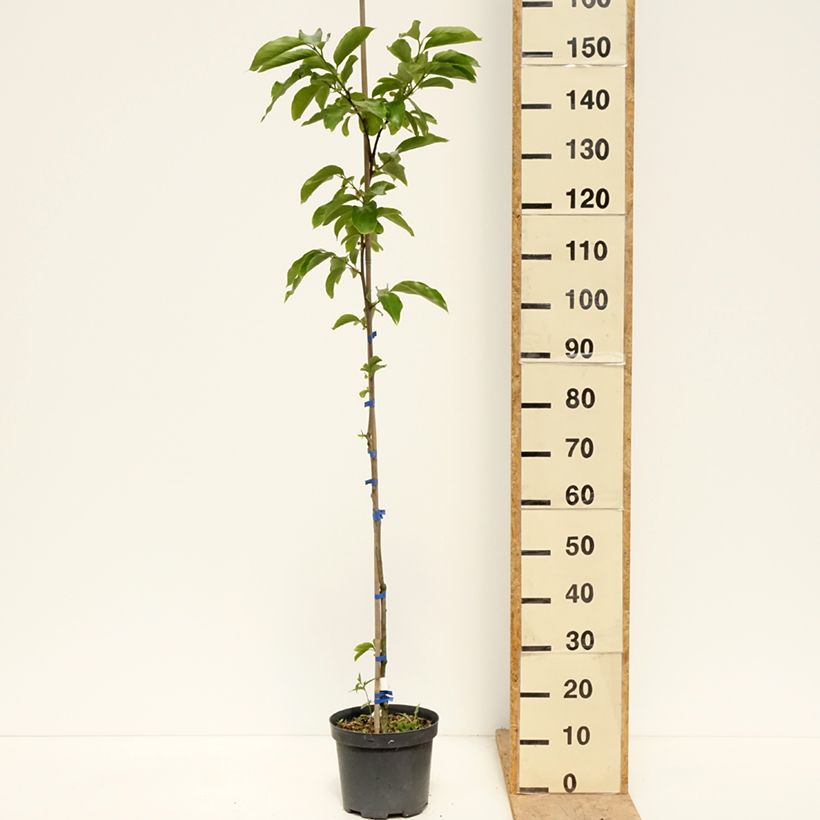 Caqui Budapest Maceta 4L/5L, Medio tallo Ejemplar entregado en la primavera