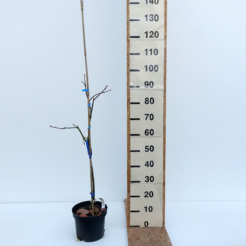 Ejemplar de Caqui Budapest Maceta 4L/5L, Medio tallo entregado en otoño