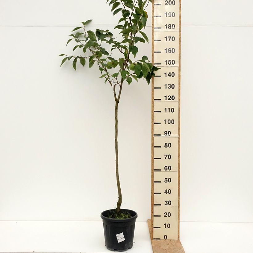 Ejemplar de Caqui Cioccolatino Maceta 12L/15L, Medio tallo entregado en verano