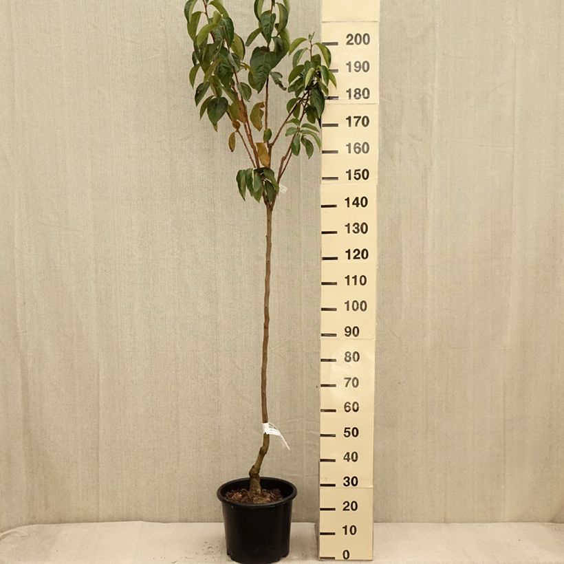Ejemplar de Caqui Ragno Maceta 12L/15L, Medio tallo entregado en otoño