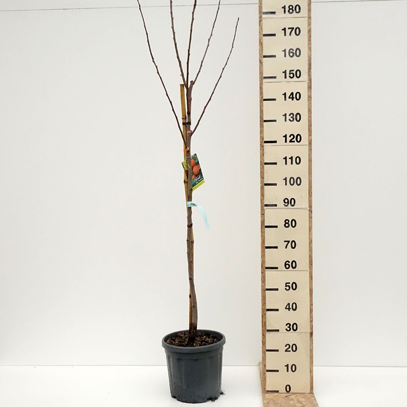 Caqui Rojo Brillante Maceta 4L/5L, Medio tallo Ejemplar entregado en invierno