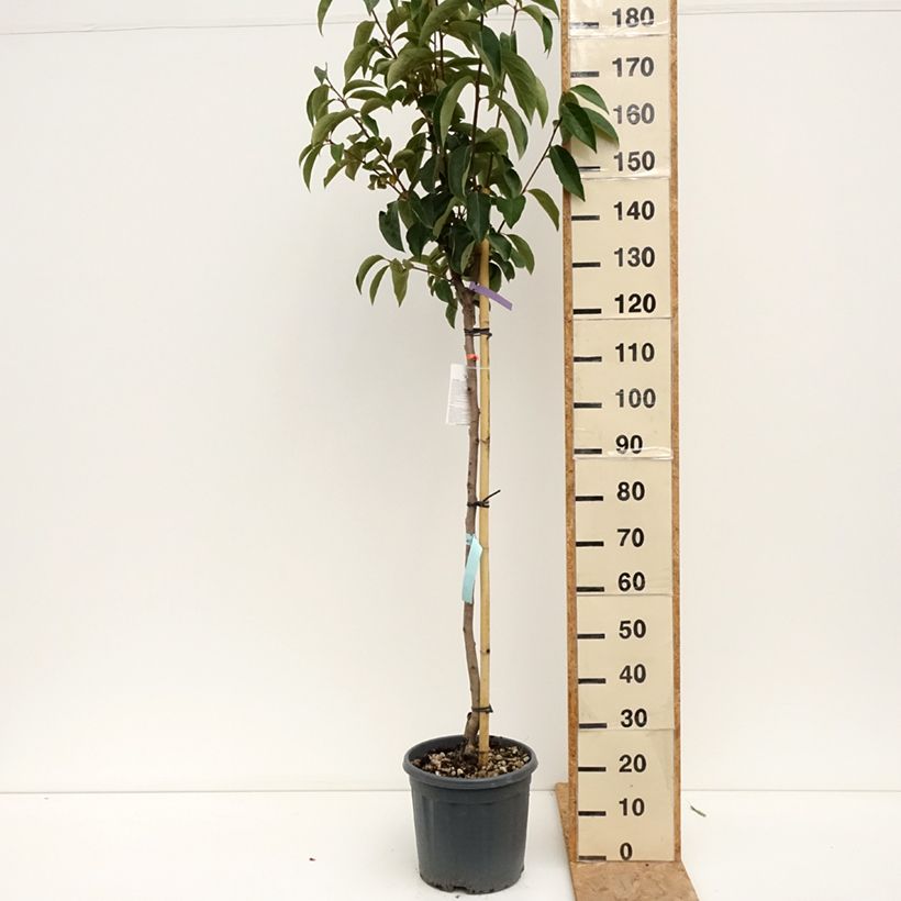 Ejemplar de Caqui Sharon Maceta 12L/15L, Medio tallo entregado en verano