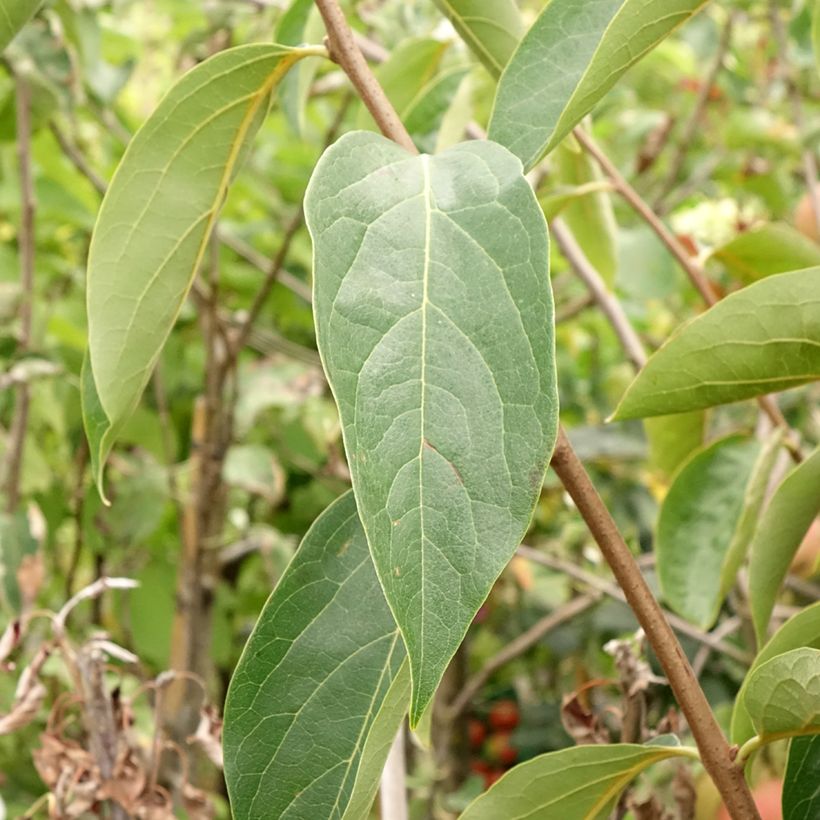 Caqui Sharon (Follaje)