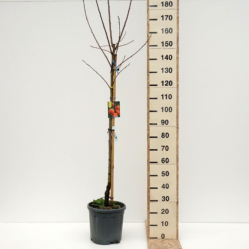 Caqui Tipo Maceta 12L/15L, Medio tallo Ejemplar entregado en invierno