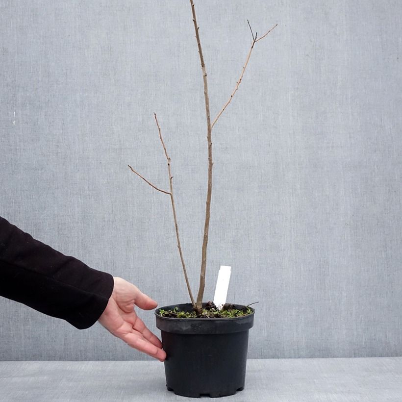 Kaki lotus - Diospyros lotus Maceta 2L/3L Ejemplar entregado en invierno