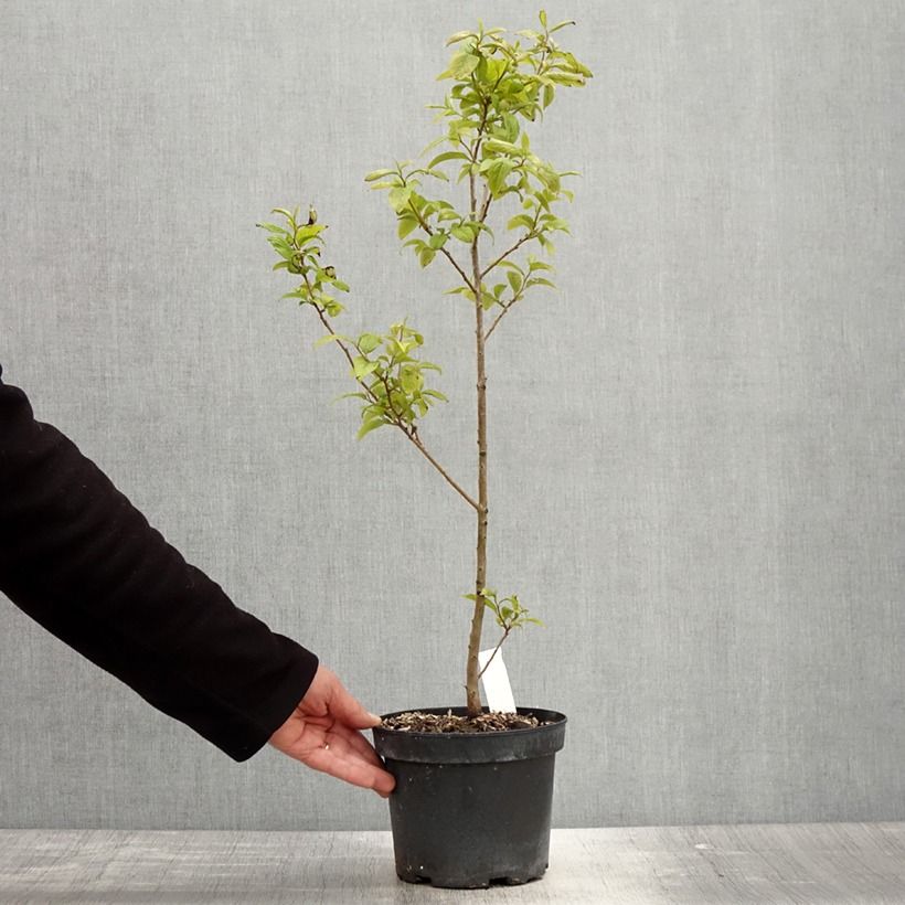 Kaki lotus - Diospyros lotus Maceta 2L/3L Ejemplar entregado en la primavera