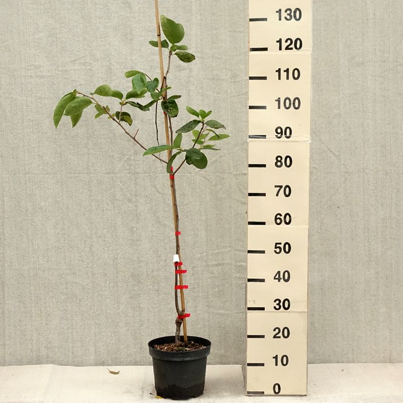 Ejemplar de Caqui Nikita’s Gift Maceta 4L/5L entregado en otoño