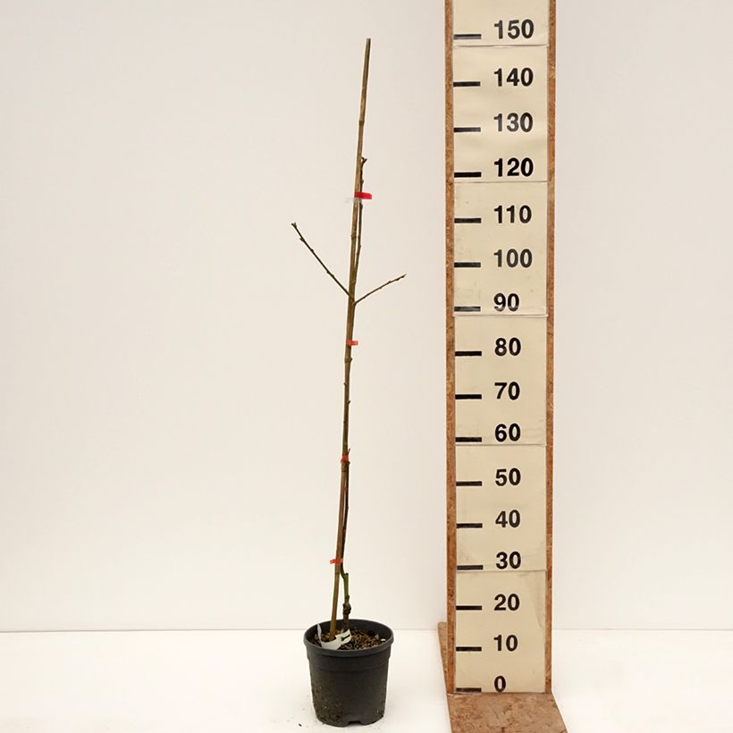 Caqui Nikita’s Gift Maceta 4L/5L, Medio tallo Ejemplar entregado en invierno