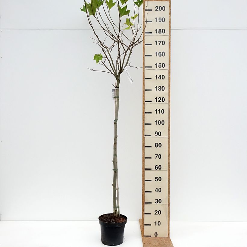 Ejemplar de Platanus hispanica Alphen's Globe - Plátano de sombra Maceta 7,5L/10L, Tallo entregado en otoño