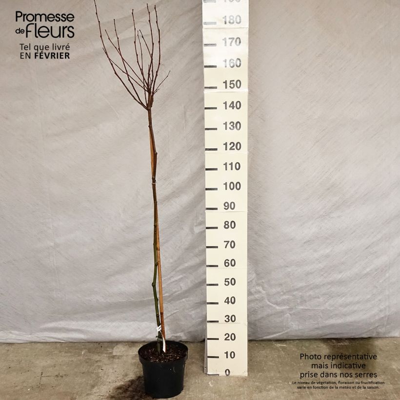Platanus hispanica Alphen's Globe - Plátano de sombra Maceta 7,5L/10L Ejemplar entregado en invierno