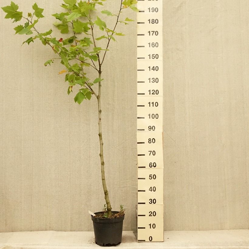 Ejemplar de Platanus hispanica - Plátano de sombra Maceta 7,5L/10L entregado en verano
