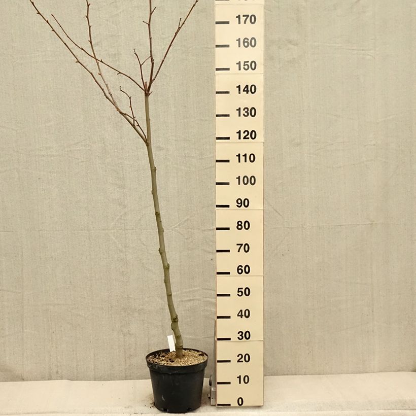 Platanus hispanica - Plátano de sombra Maceta 7,5L/10L Ejemplar entregado en la primavera