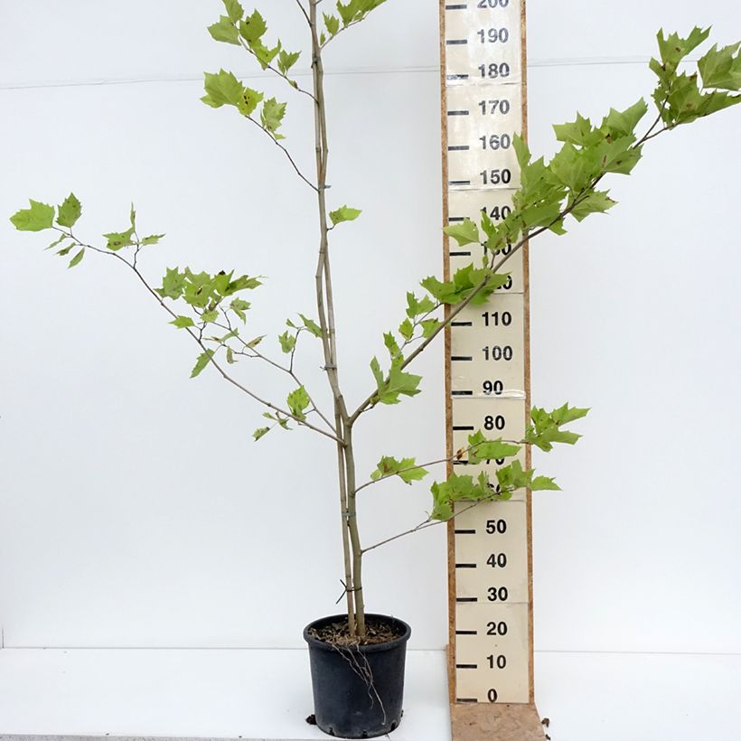 Ejemplar de Platanus hispanica - Plátano de sombra Maceta 7,5L/10L entregado en verano
