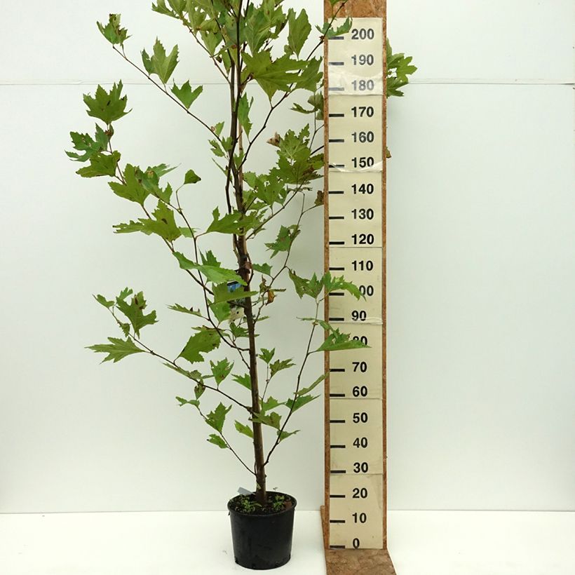Ejemplar de Platanus orientalis - Árbol de la vida Maceta 7,5L/10L entregado en verano
