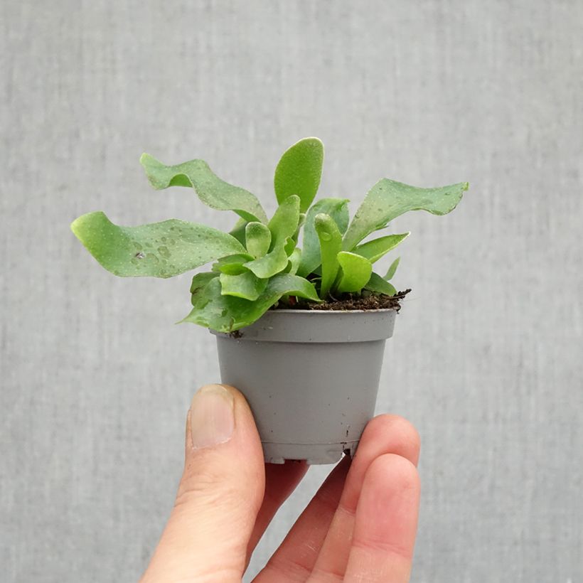 Helecho cuerno de alce - Platycerium bifurcatum miniplanta Ejemplar entregado en la primavera