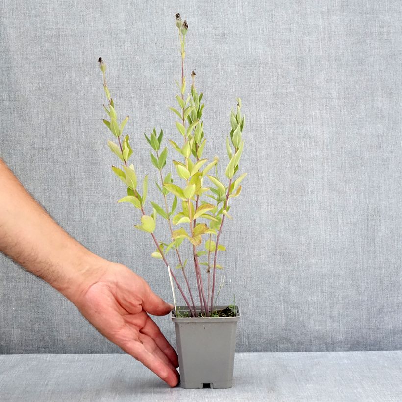 Ejemplar de Platycodon grandiflorus Fuji Blue Maceta de 8/9 cm entregado en verano