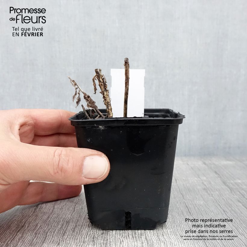 Platycodon grandiflorus Fuji Blue Maceta de 8/9 cm Ejemplar entregado en invierno