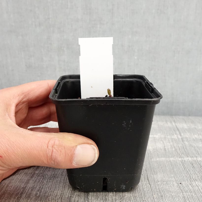 Platycodon grandiflorus Fuji Blue Maceta de 8/9 cm Ejemplar entregado en la primavera