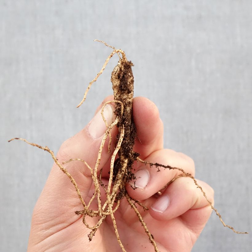 Platycodon grandiflorus Fuji Blue Raíces desnudas Ejemplar entregado en invierno