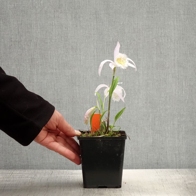 Pleione formosana Maceta 1L/1,5L Ejemplar entregado en la primavera