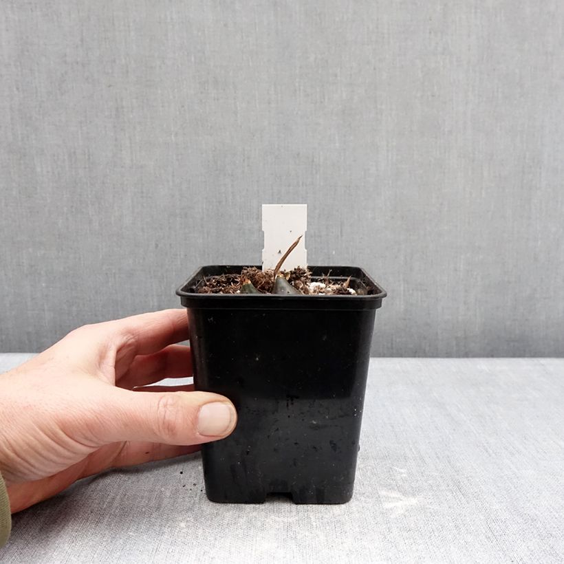 Pleione Tongariro Maceta de 10 cm/11 cm calibre I Ejemplar entregado en invierno