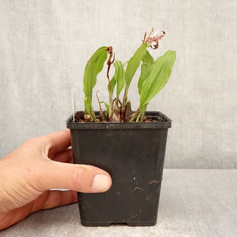 Pleione Tongariro Maceta de 10 cm/11 cm calibre I Ejemplar entregado en la primavera