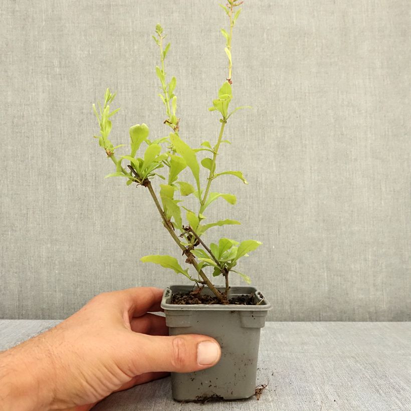 Ejemplar de Plumbago auriculata Dark Blue - Celestina Maceta de 8/9 cm entregado en verano