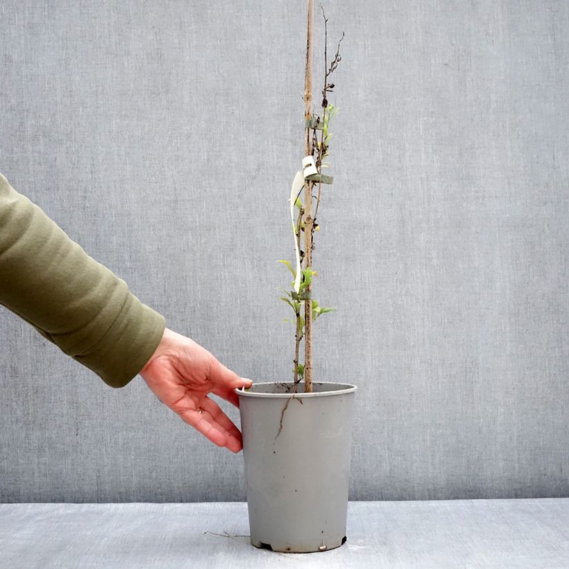 Plumbago auriculata - Celestina Maceta 2L/3L Ejemplar entregado en invierno