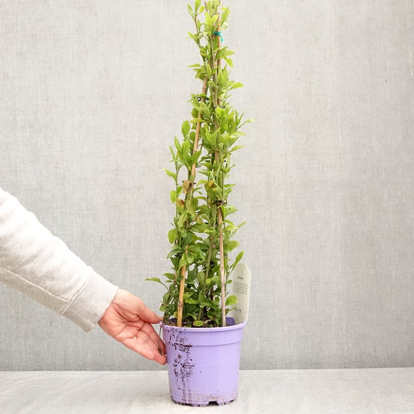 Plumbago auriculata - Celestina Maceta 2L/3L Ejemplar entregado en la primavera