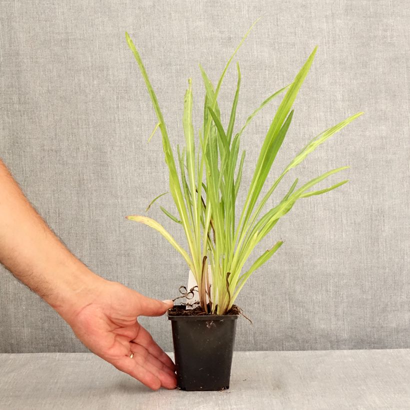 Ejemplar de Liatris spicata Floristan Violet - Densa estrella ardiente Maceta de 8/9 cm entregado en verano