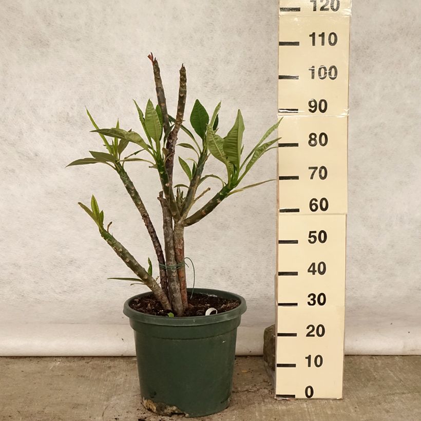 Ejemplar de Plumeria rubra - Frangipani Maceta 6L/7L entregado en verano
