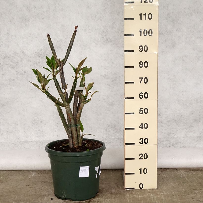 Plumeria rubra - Frangipani Maceta 6L/7L Ejemplar entregado en la primavera