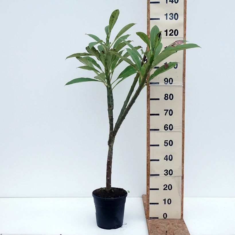 Ejemplar de Plumeria rubra - Frangipani Maceta 6L/7L entregado en otoño