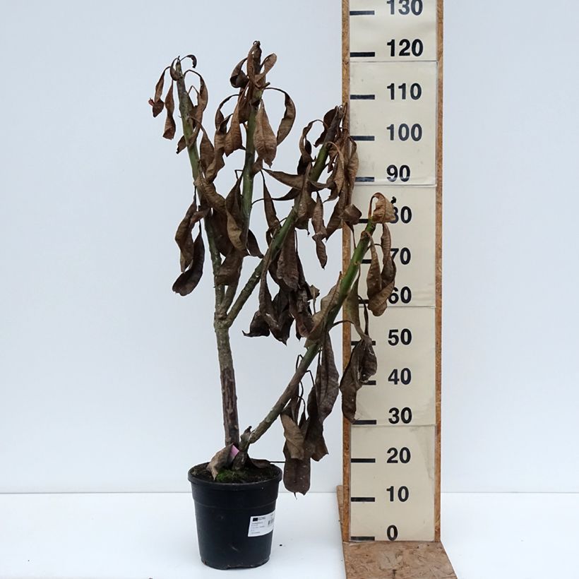 Plumeria rubra - Frangipani Maceta 6L/7L Ejemplar entregado en invierno