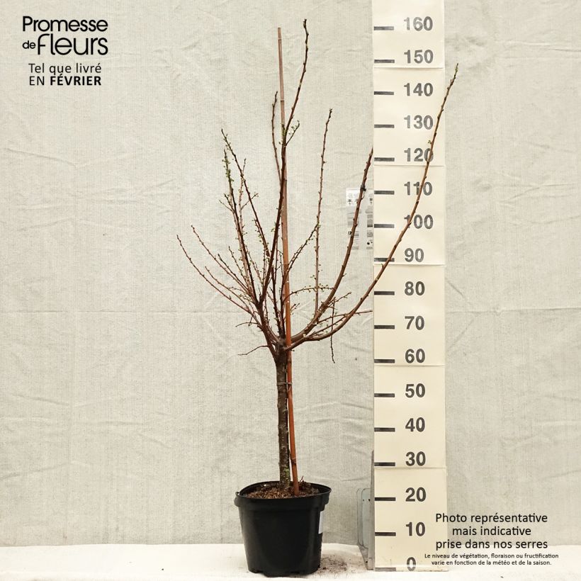 Ciruelo Pluot Flavor Candy Maceta 7,5L/10L, Copa Ejemplar entregado en invierno