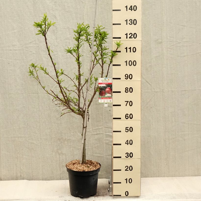 Ciruelo Pluot Flavor Candy Maceta 7,5L/10L, Copa Ejemplar entregado en la primavera