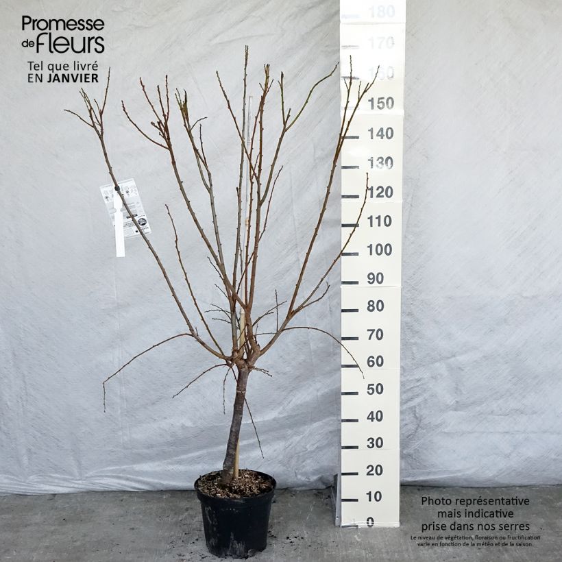 Ciruelo Pluot Flavor Supreme Maceta 7,5L/10L, Copa Ejemplar entregado en invierno