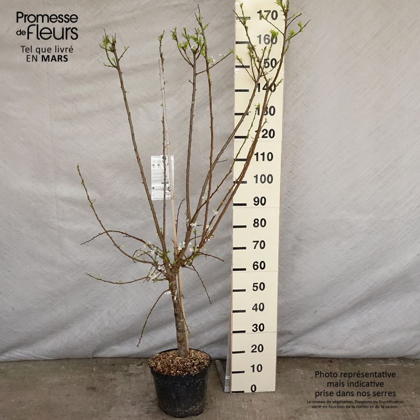 Ciruelo Pluot Flavor Supreme Maceta 7,5L/10L, Copa Ejemplar entregado en la primavera