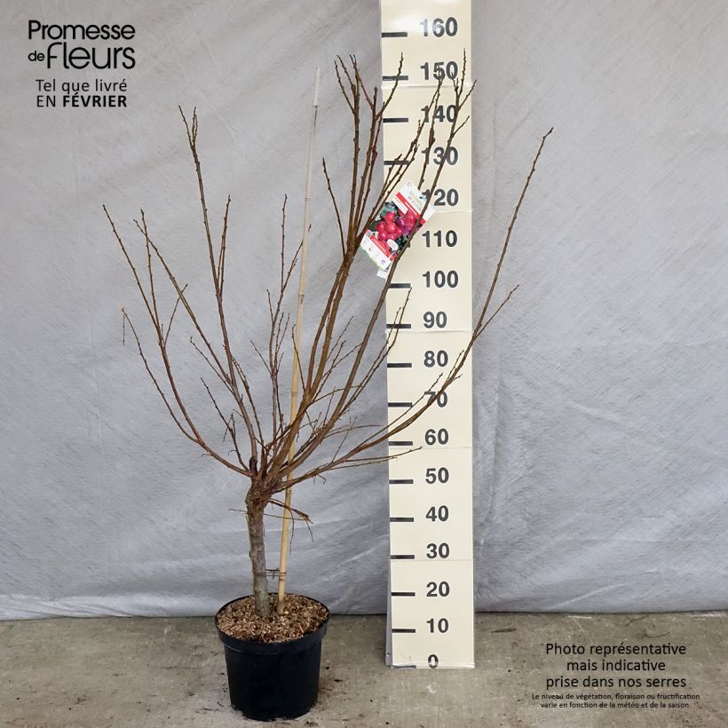 Ciruelo Pluot Pink Candy Maceta 7,5L/10L, Copa Ejemplar entregado en invierno