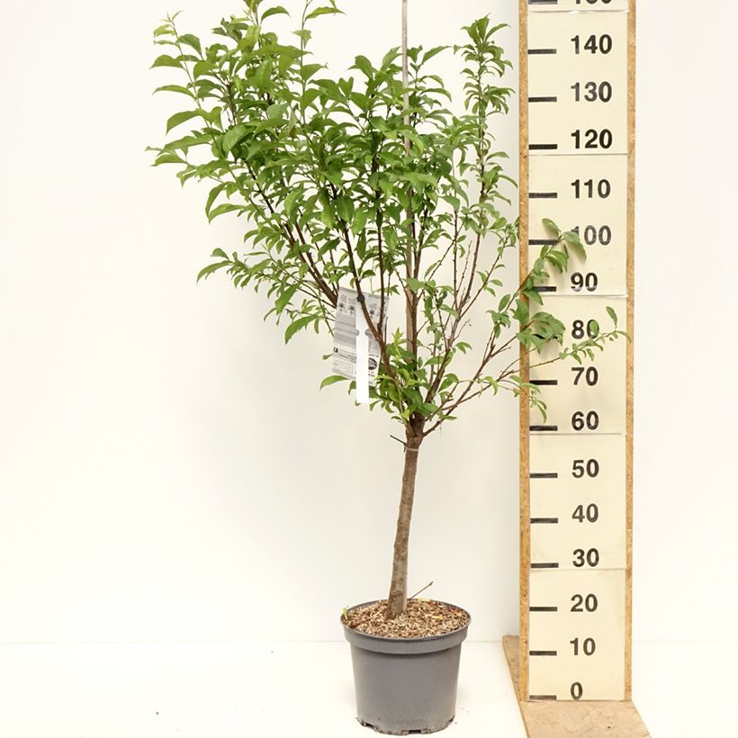 Ciruelo Pluot Pink Candy Maceta 7,5L/10L, Copa Ejemplar entregado en la primavera