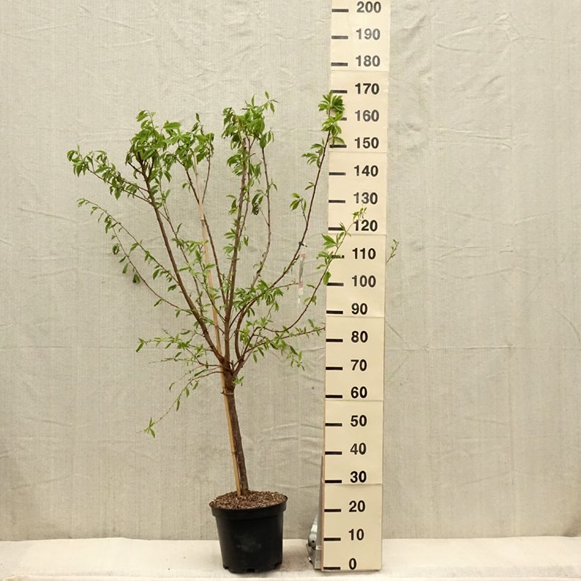 Ciruelo Pluot Purple Candy Maceta 7,5L/10L, Copa Ejemplar entregado en la primavera