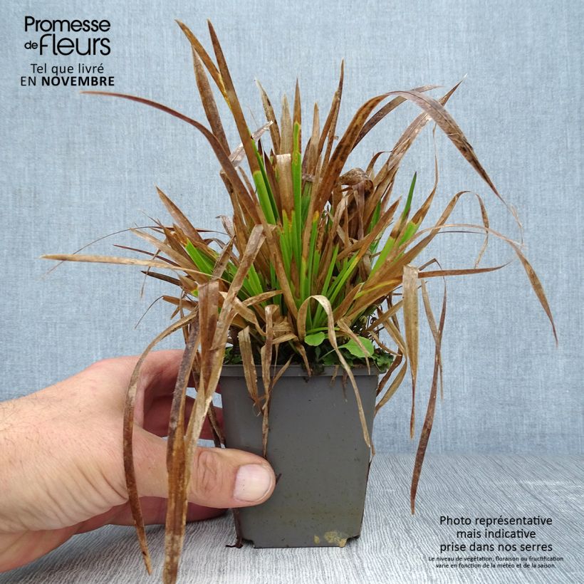 Ejemplar de Poa chaixii Maceta de 8/9 cm entregado en otoño