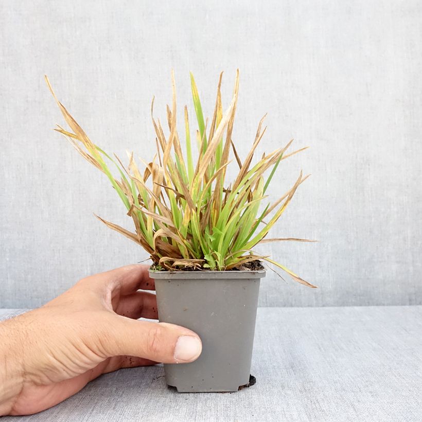 Ejemplar de Poa chaixii Maceta de 8/9 cm entregado en verano