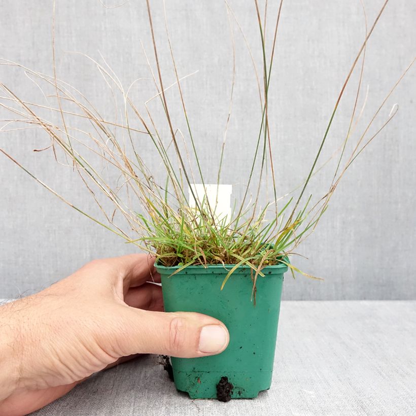 Ejemplar de Poa glauca Blue Hills Maceta de 8/9 cm entregado en otoño