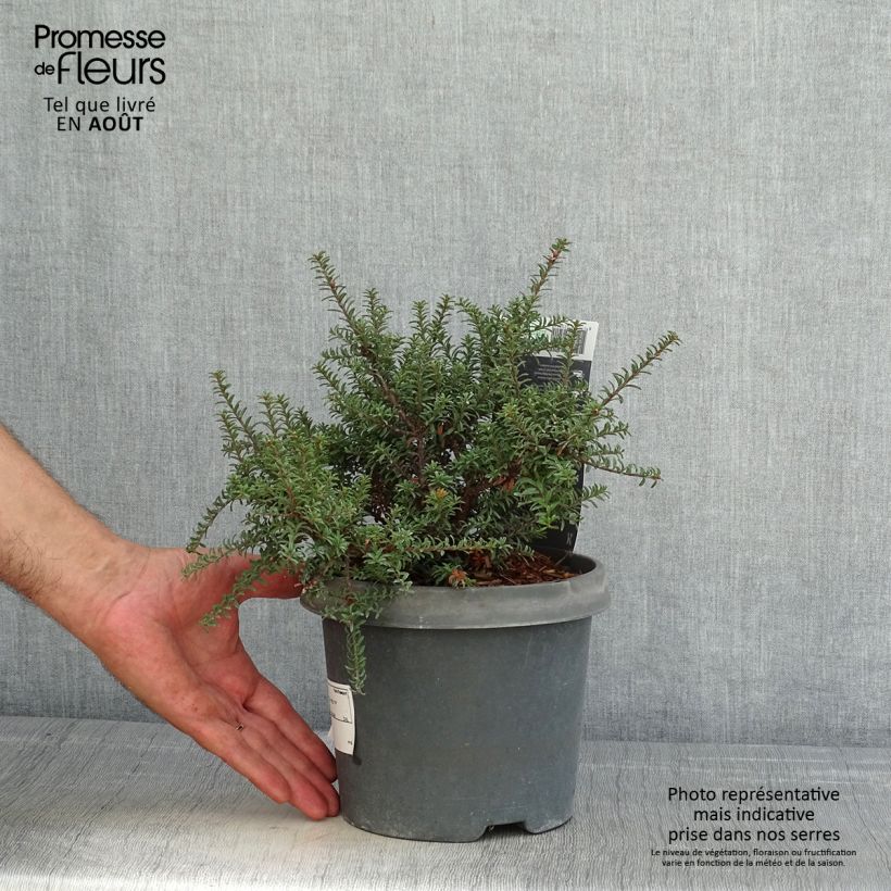 Ejemplar de Podocarpus lawrencei Red Tip - Mañíos Maceta 2L/3L entregado en verano