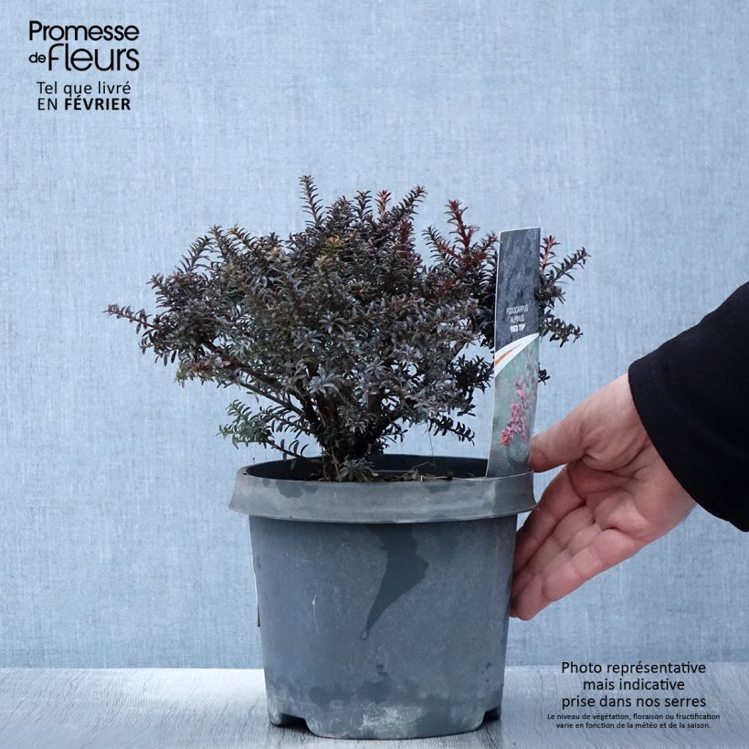 Podocarpus lawrencei Red Tip - Mañíos Maceta 2L/3L Ejemplar entregado en invierno